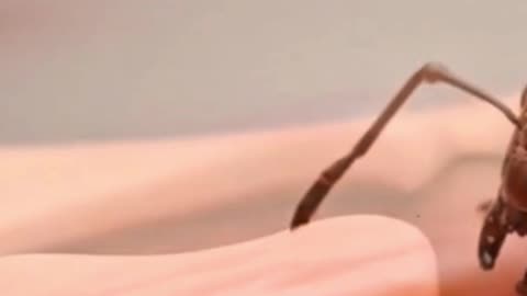Army Ant Sutures: Ancient Medical Marvel & Natural Healing