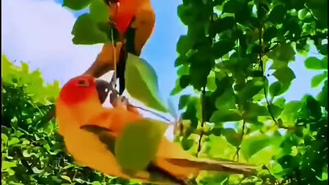 Beautiful video