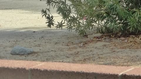 Dove eating...and can you guess the music in the background?
