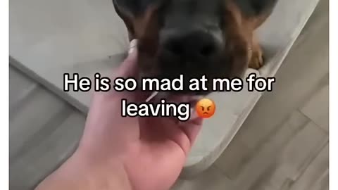 Good Boy, Bruno 🐕