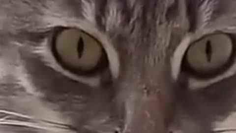 Cat meme