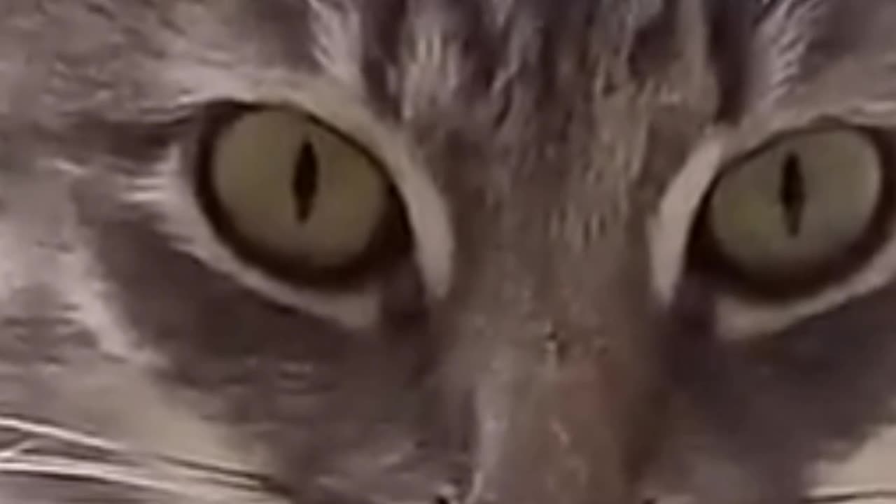 Cat meme
