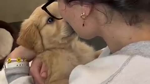 All dogs really want is to be by your side 🐾❤️ #dog #dogs #love #doglove #foryou #fyp