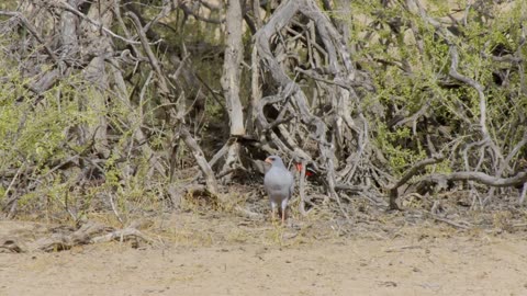 Africa's Wild Horizons Series 1