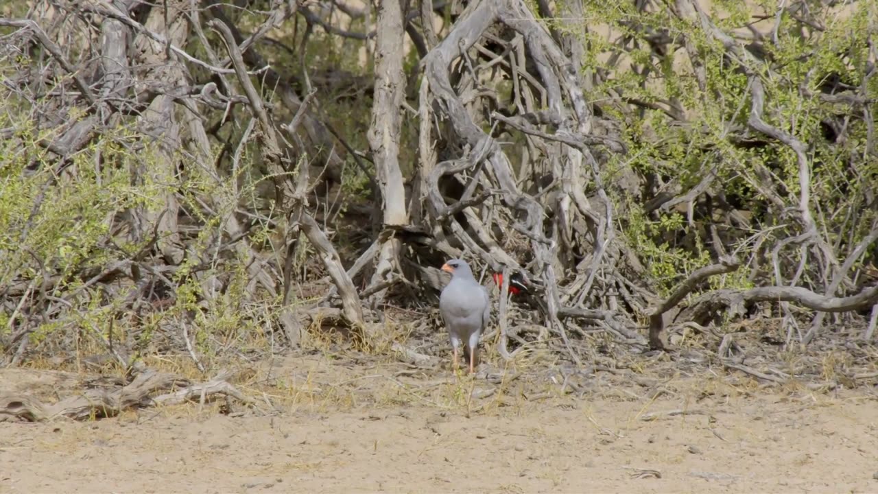 Africa's Wild Horizons Series 1