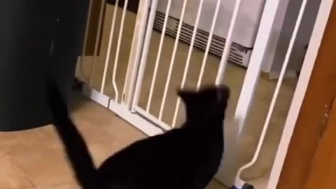 😹🧮 The Catculator! You Have to See This Cute Fail | FunFM