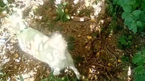dog