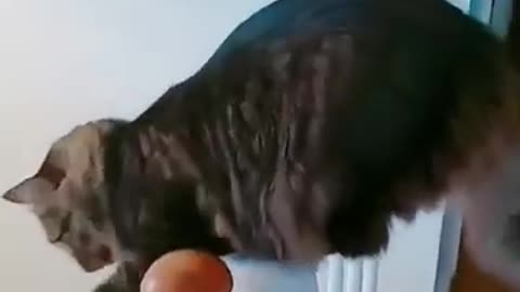 Hilarious Cat Fails You’ll Want to Watch Twice! 😹