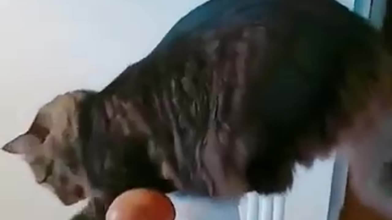 Hilarious Cat Fails You’ll Want to Watch Twice! 😹