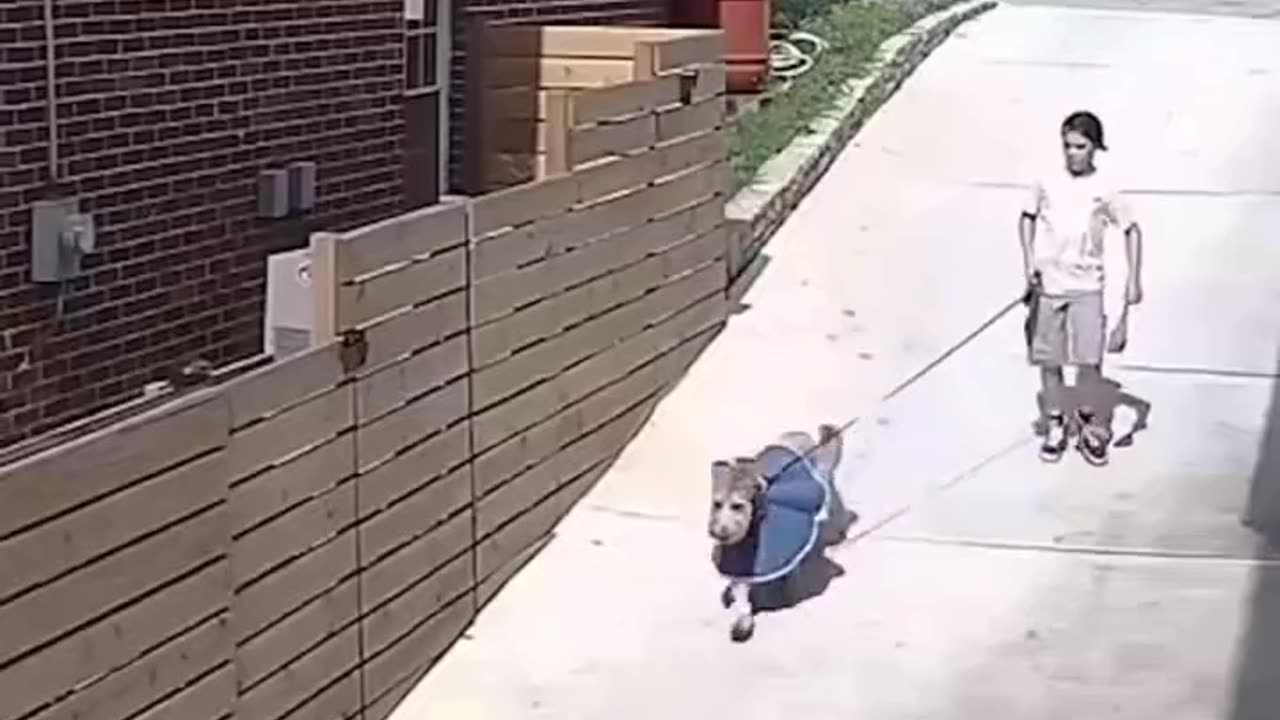 crazy action of Dogs