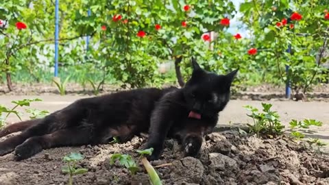 Cat Cleaning Herself in a Beautiful Garden Paradise 🌸🐱