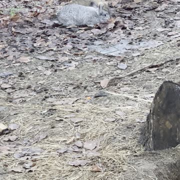 Soft Hops for Sleepy Brains 💤 (Bunny ASMR)
