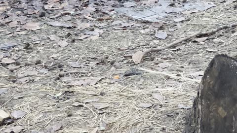 Soft Hops for Sleepy Brains 💤 (Bunny ASMR)