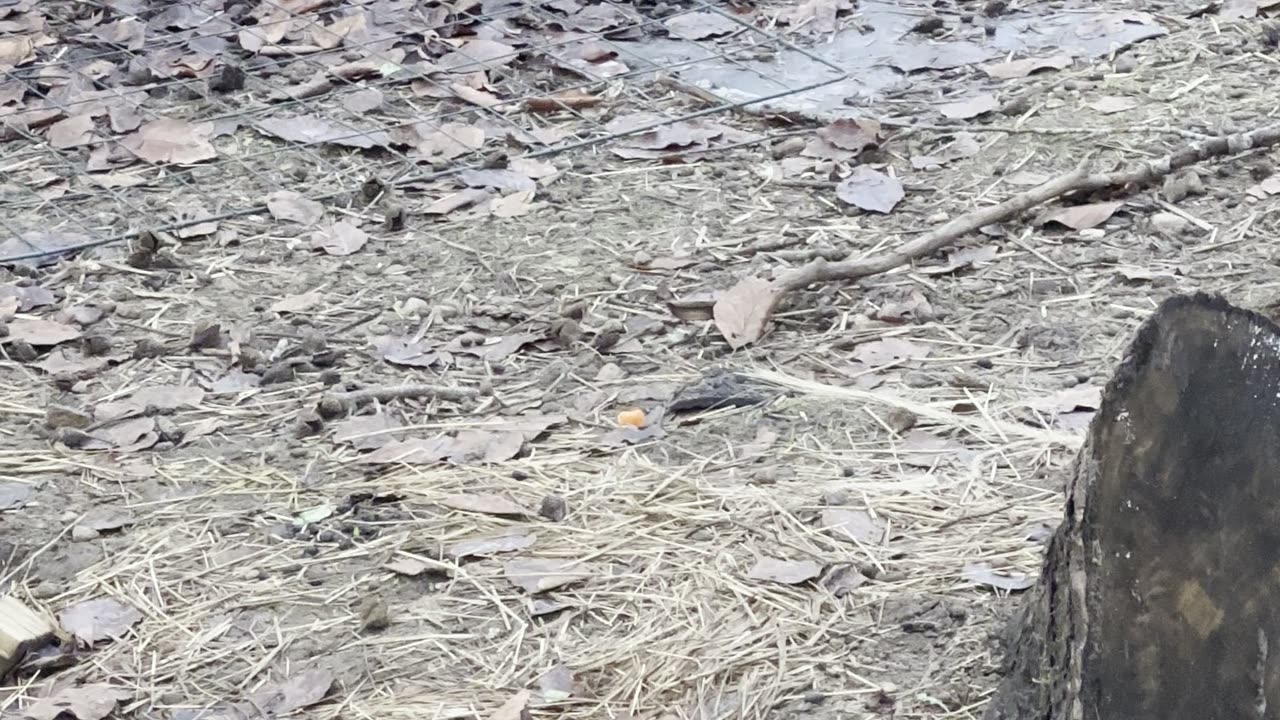 Soft Hops for Sleepy Brains 💤 (Bunny ASMR)