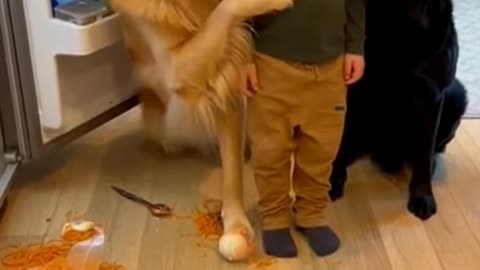Dog Snitches on Kid After Huge Mess! 🤣🍝 #Shorts