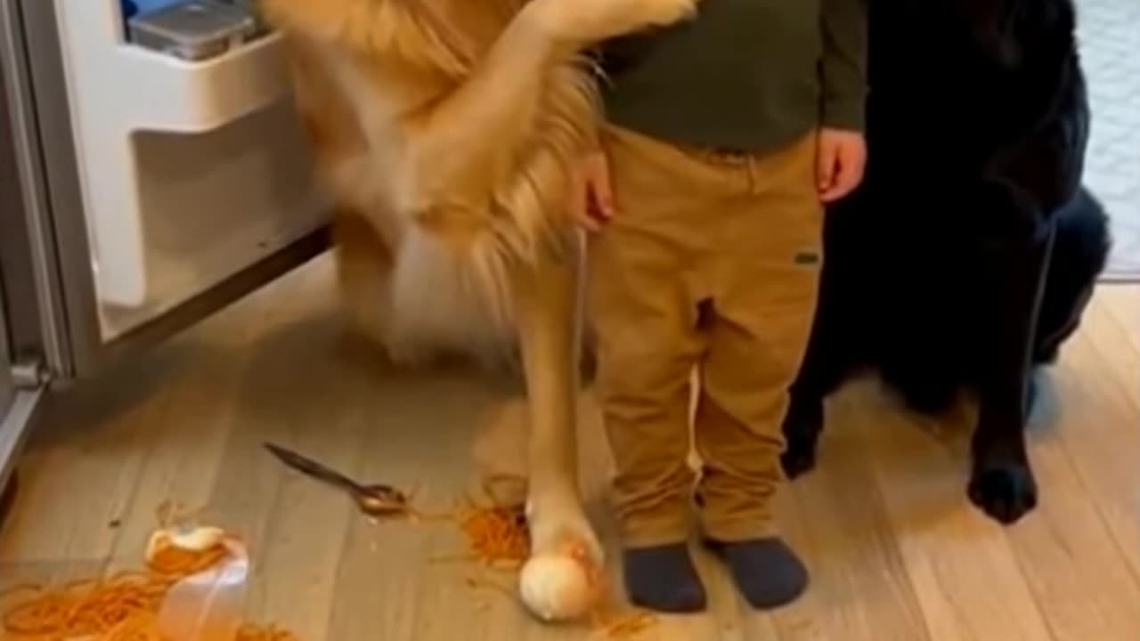 Dog Snitches on Kid After Huge Mess! 🤣🍝 #Shorts