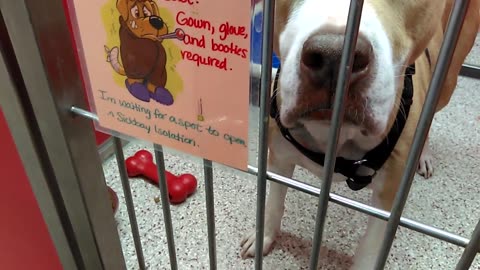 Warren 2y A592133 kennel 41 pod 2 PACC shelter & doggie neighbors 4-7-2018 44min vid PACC shelter