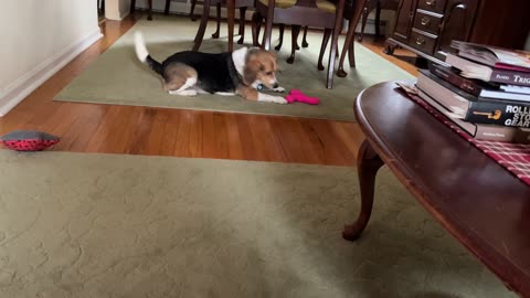 Christmas for Daisy the Beagle