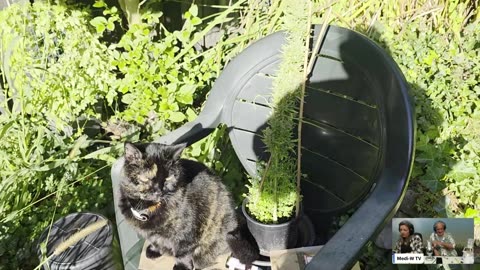 Poes kan de was doen!