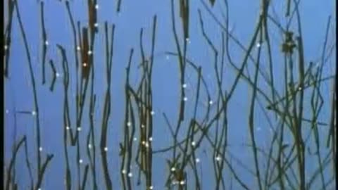 HAARP Documentary