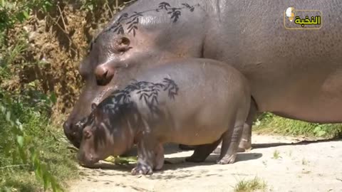 animals