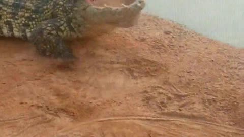 Their diving posture is very beautiful