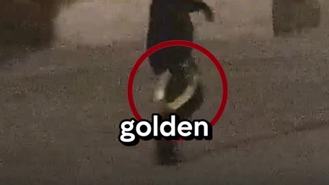 The £4.8M GOLD Toilet Heist – Crime Doesn’t Pay?