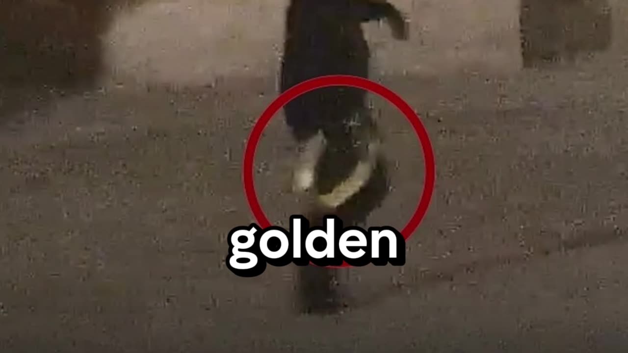 The £4.8M GOLD Toilet Heist – Crime Doesn’t Pay?