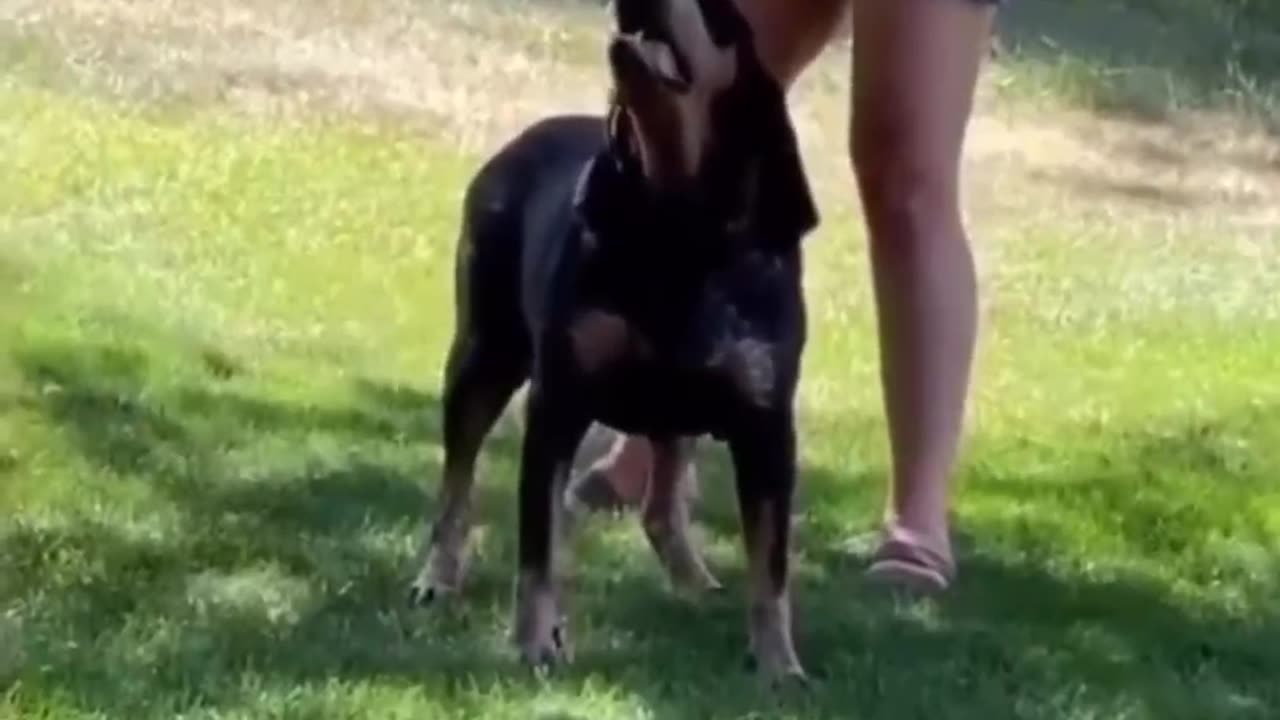 Adorable Pet Chaos πΎπ₯ | What Made Them Do That?