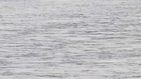 Helicopter Rescues Horse From Yellowstone River