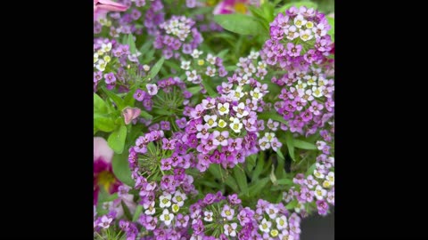 Shopping for flowering plants at the greenhouse garden - shopping spree 1