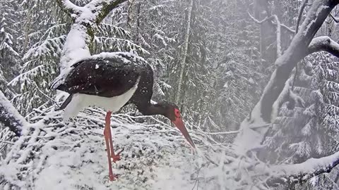 Snowy spring for black storks ❄❄ - Latvia 03/04/2024