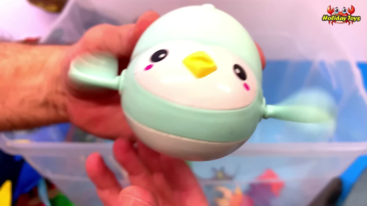 Blue Tang Fish is Bigger than Green Lobster in the River