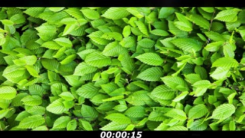 Cricket puzzle: Between the grass have a cricket, only few ones can see it?