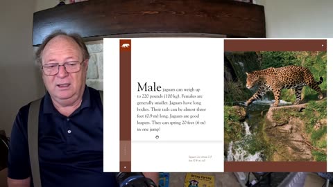 Amazing Animals - Jaguars