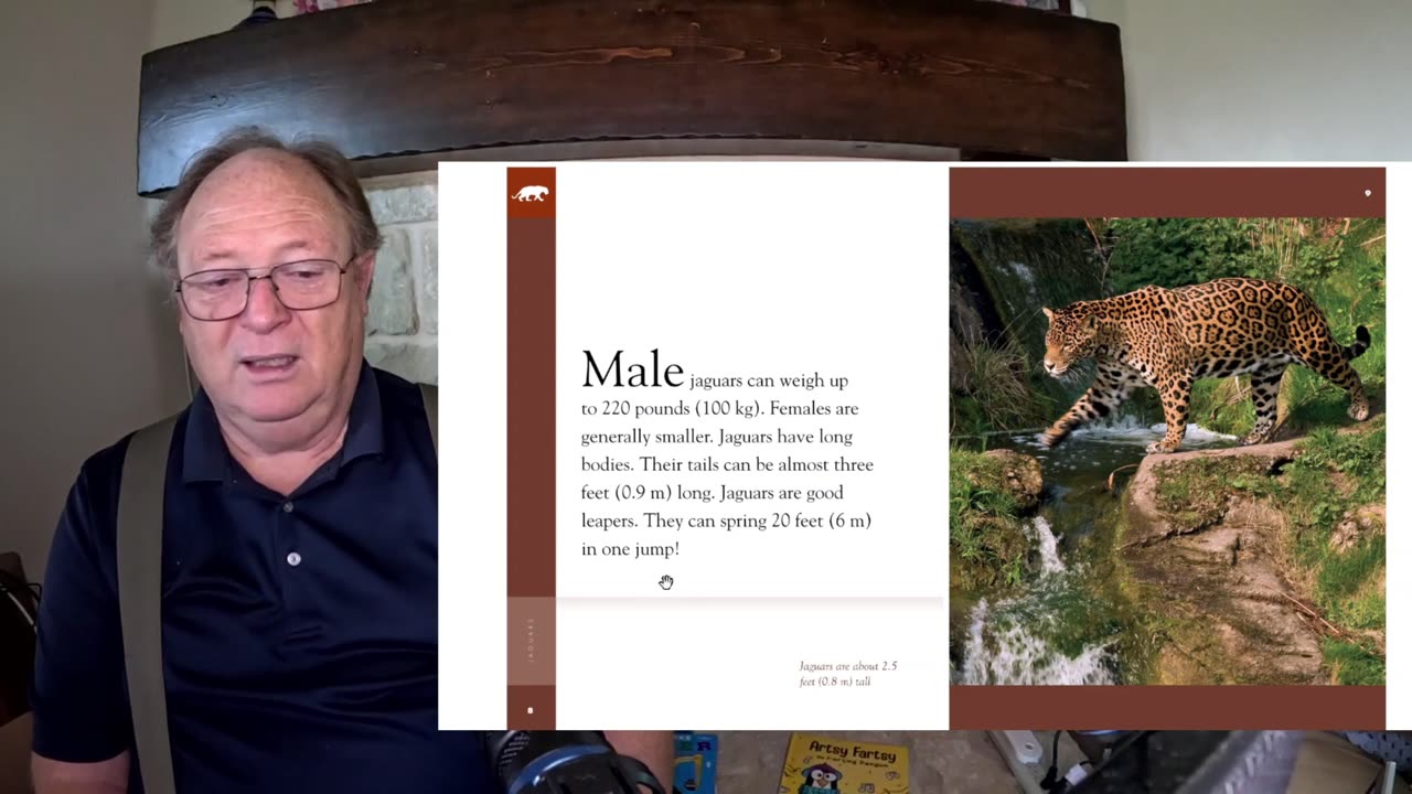 Amazing Animals - Jaguars