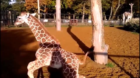 Best Giraffe Videos Compilation 🦒😂 [Funny Pets]
