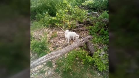 dog