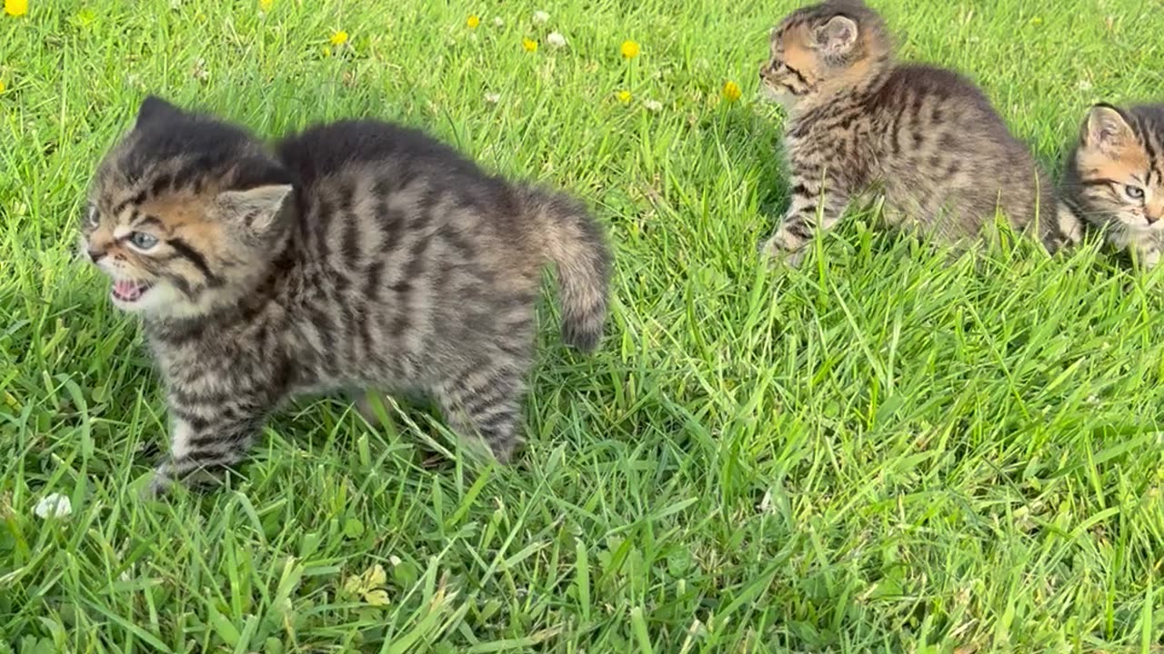 Spicy Little Warriors