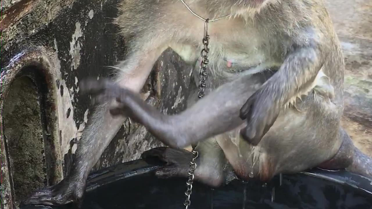 Monkey Bathes In Bucket Of Water