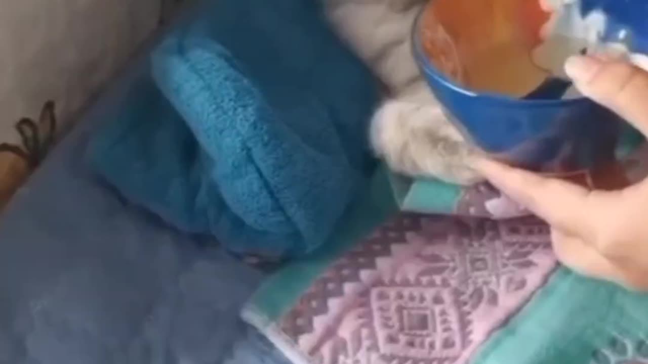 🐶❤️ Adorable & Hilarious Pets You’ll Love!