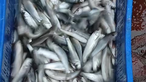 The FASTEST Way to Start a Fish Business Without Prior Experience