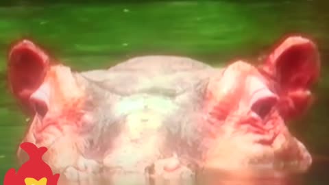 Don’t Mess with a Hippo: Nature’s Most Dangerous Giant 🦛🔥”
