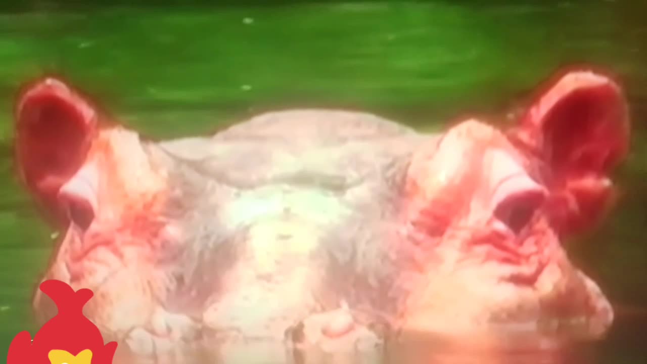 Don’t Mess with a Hippo: Nature’s Most Dangerous Giant 🦛🔥”