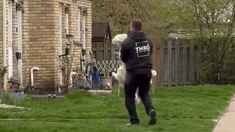 DOG'S DYNASTY: PAWVERSE