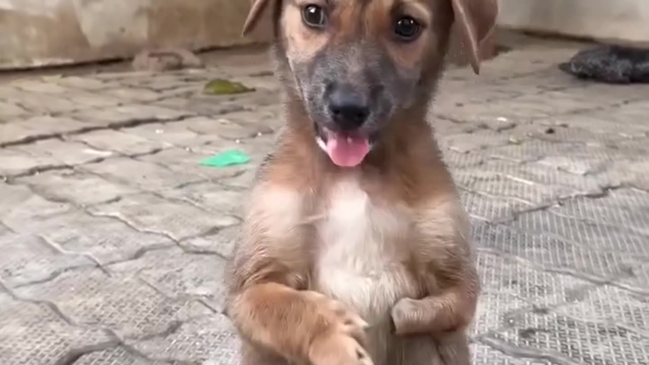 The silent language of doggy love: glances that say it all