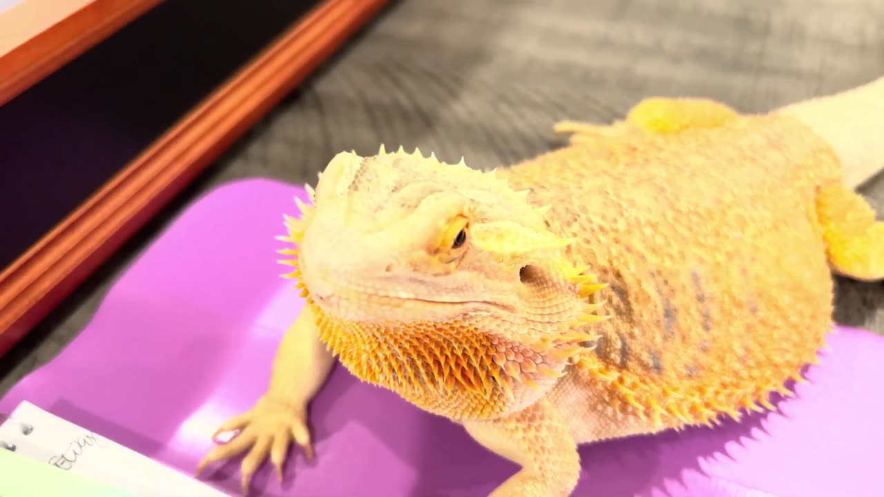Introducing Vulcan the Bearded Dragon.