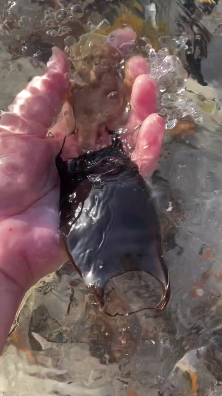 Divers accidentally witnessed the birth of a ray on the ocean shore!