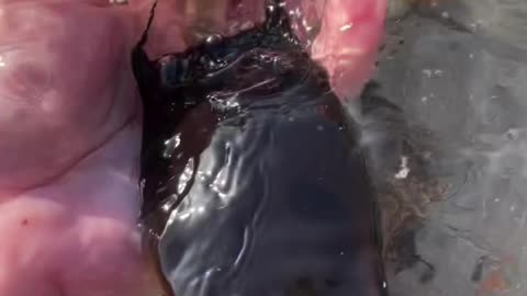 Divers accidentally witnessed the birth of a ray on the ocean shore!
