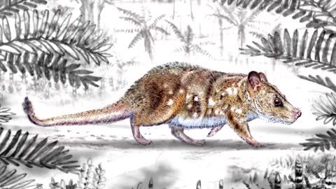Tiny mammal fossil found in Chile sheds light on evolution puzzle